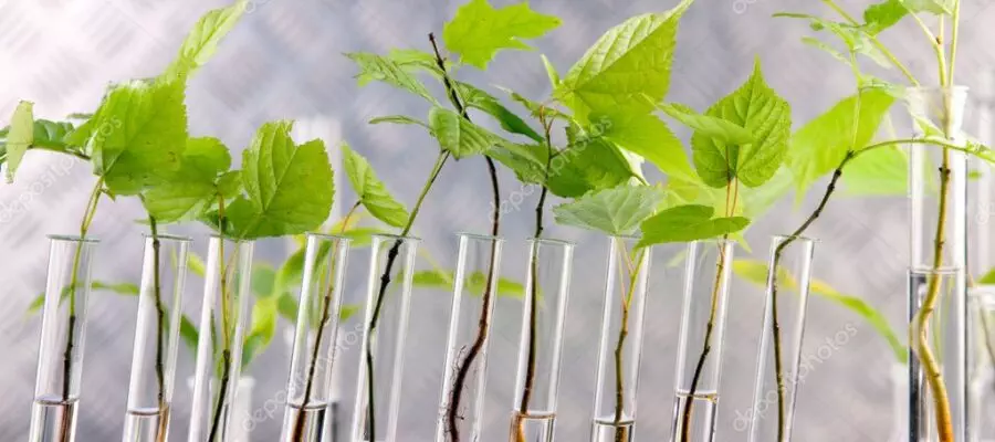 Gene-edited plants